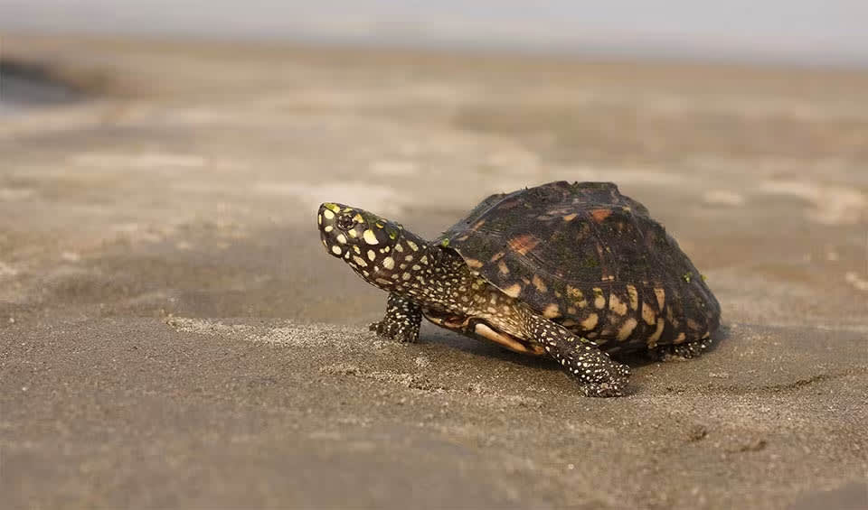 Black pond turtle facts, distribution & population | BioDB